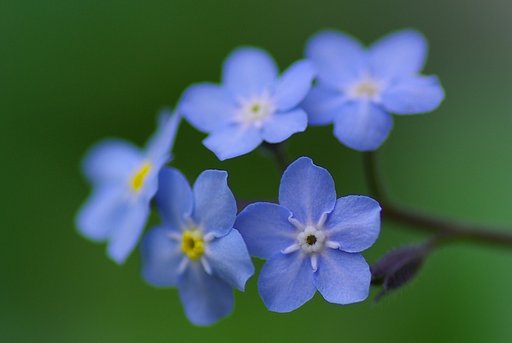 梅雨曇りの勿忘草