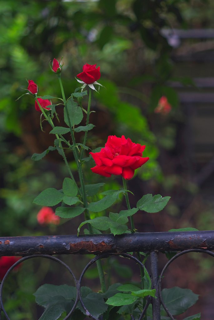 赤い薔薇