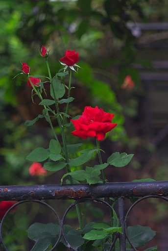 赤い薔薇