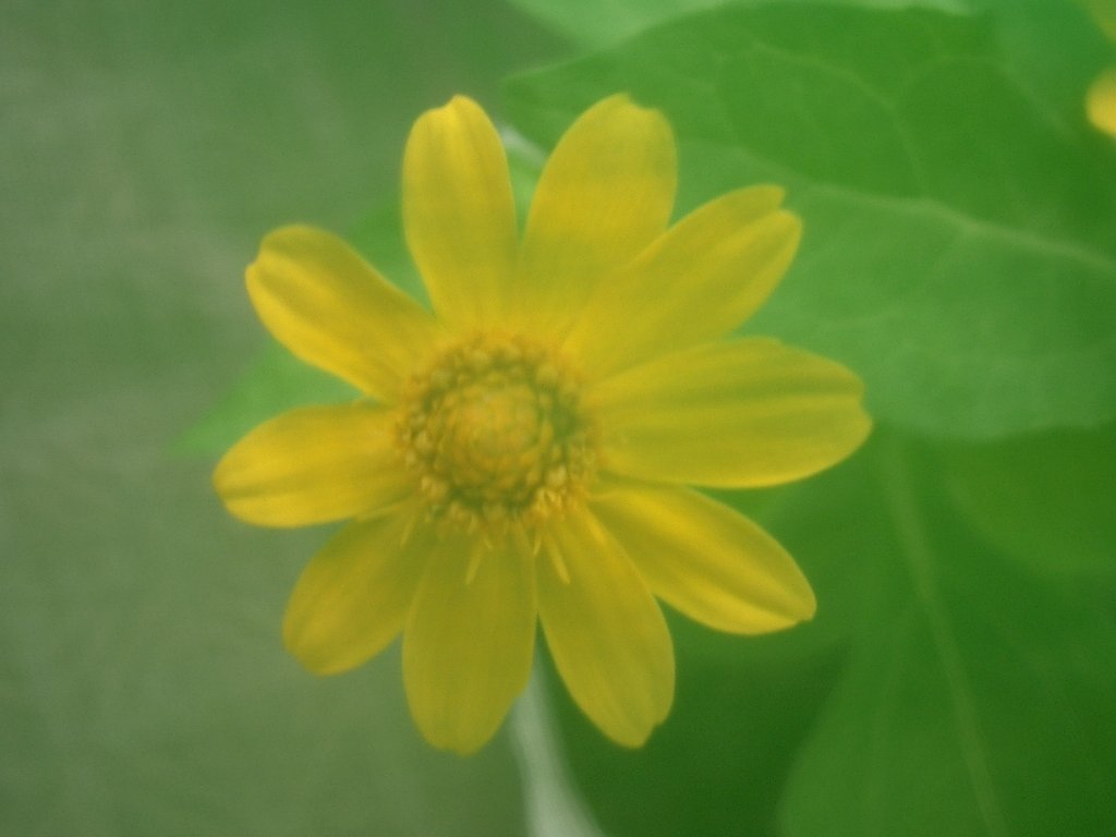 〜ミニひまわり〜