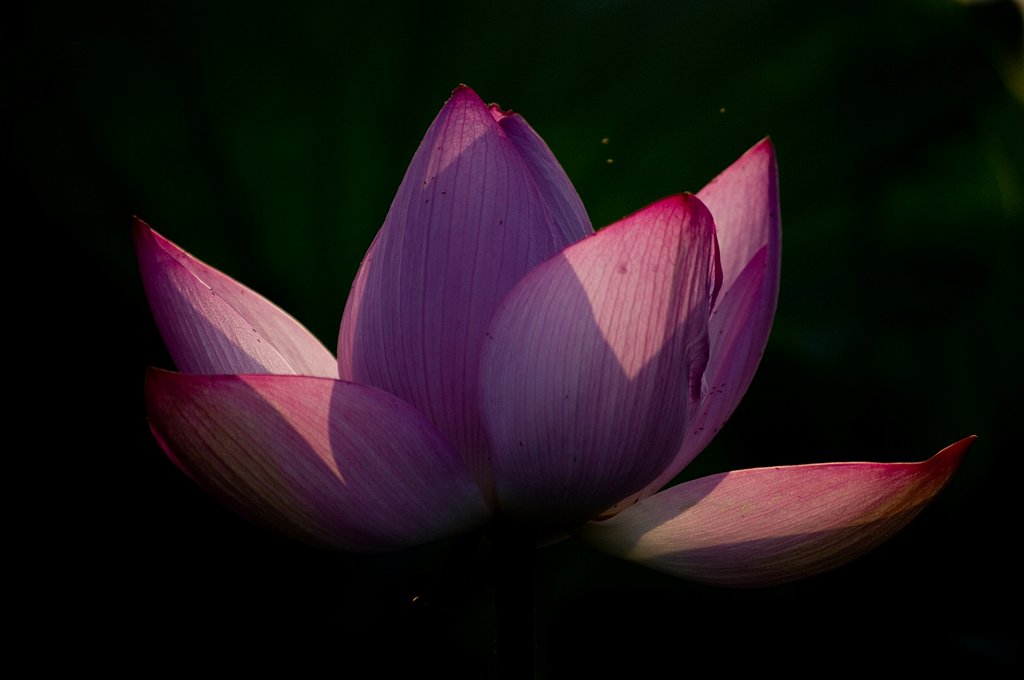 蓮花、陰影