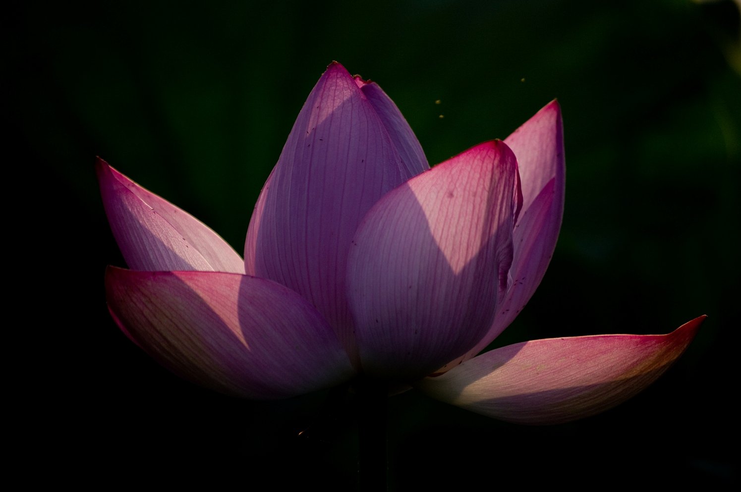 蓮花、陰影