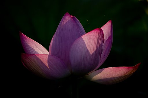 蓮花、陰影