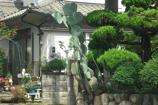 大きなサボテン