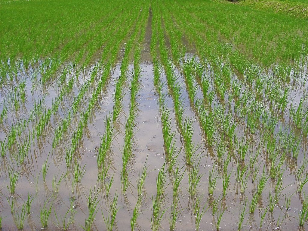 水田の稗取り