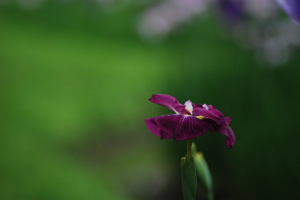 Angenieux 150mmF2.7