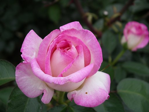 二番花