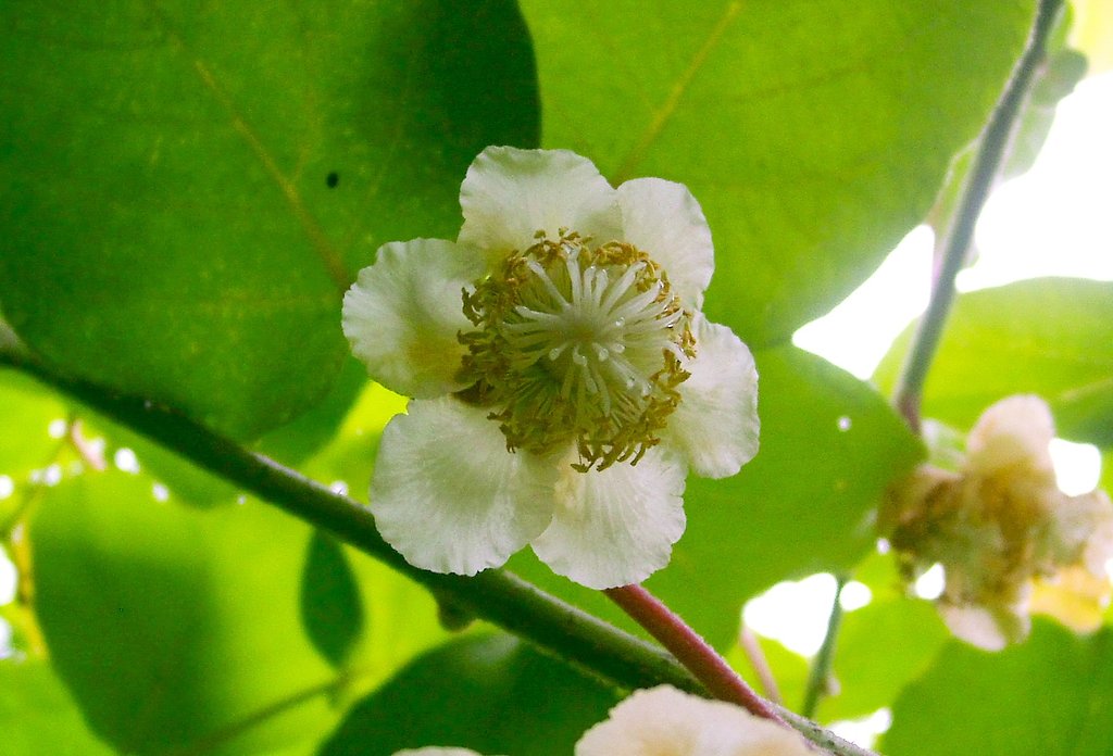 キーウイフルーツの雌花-2