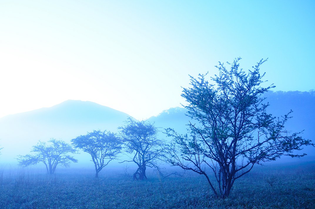 MORNING　BLUE