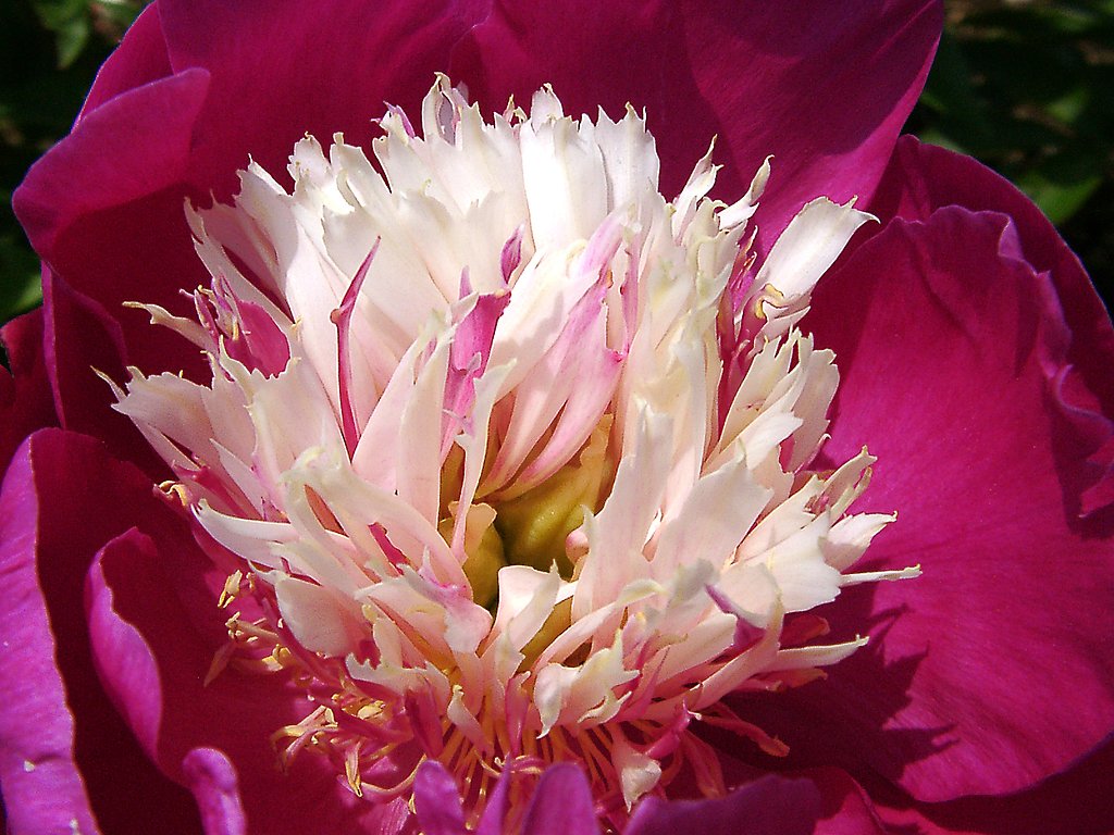 晩春の〝美女〟たち（33） シャクヤク-20＝最終回