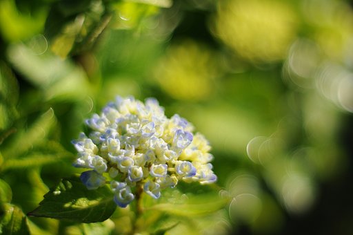 紫陽花