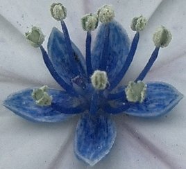 〜新種の花〜