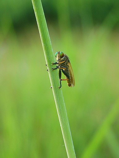 ライカの目・アブの目