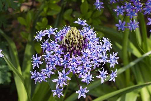 「植」え込みに咲いてた花