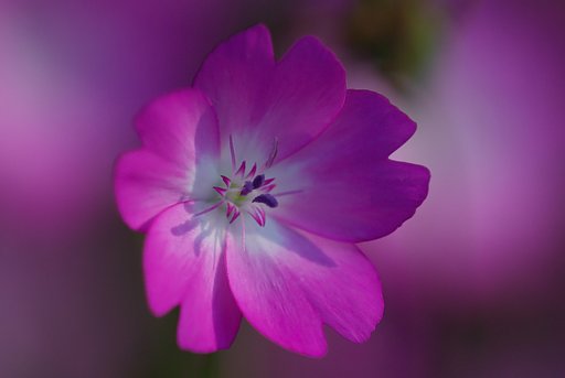 花の色に誘われて