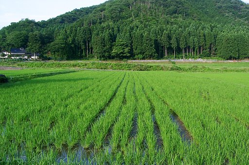 大きくなりました。
