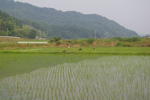 柳井手の田の畦からの西側の風景！