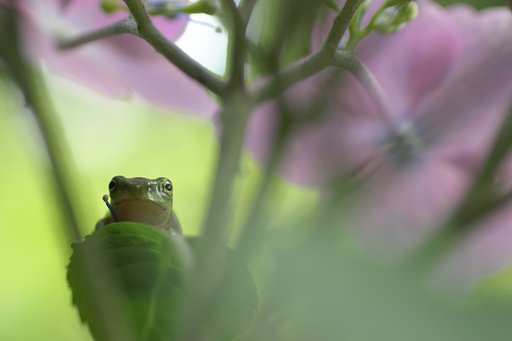 紫陽花’ｓフォトジェニック
