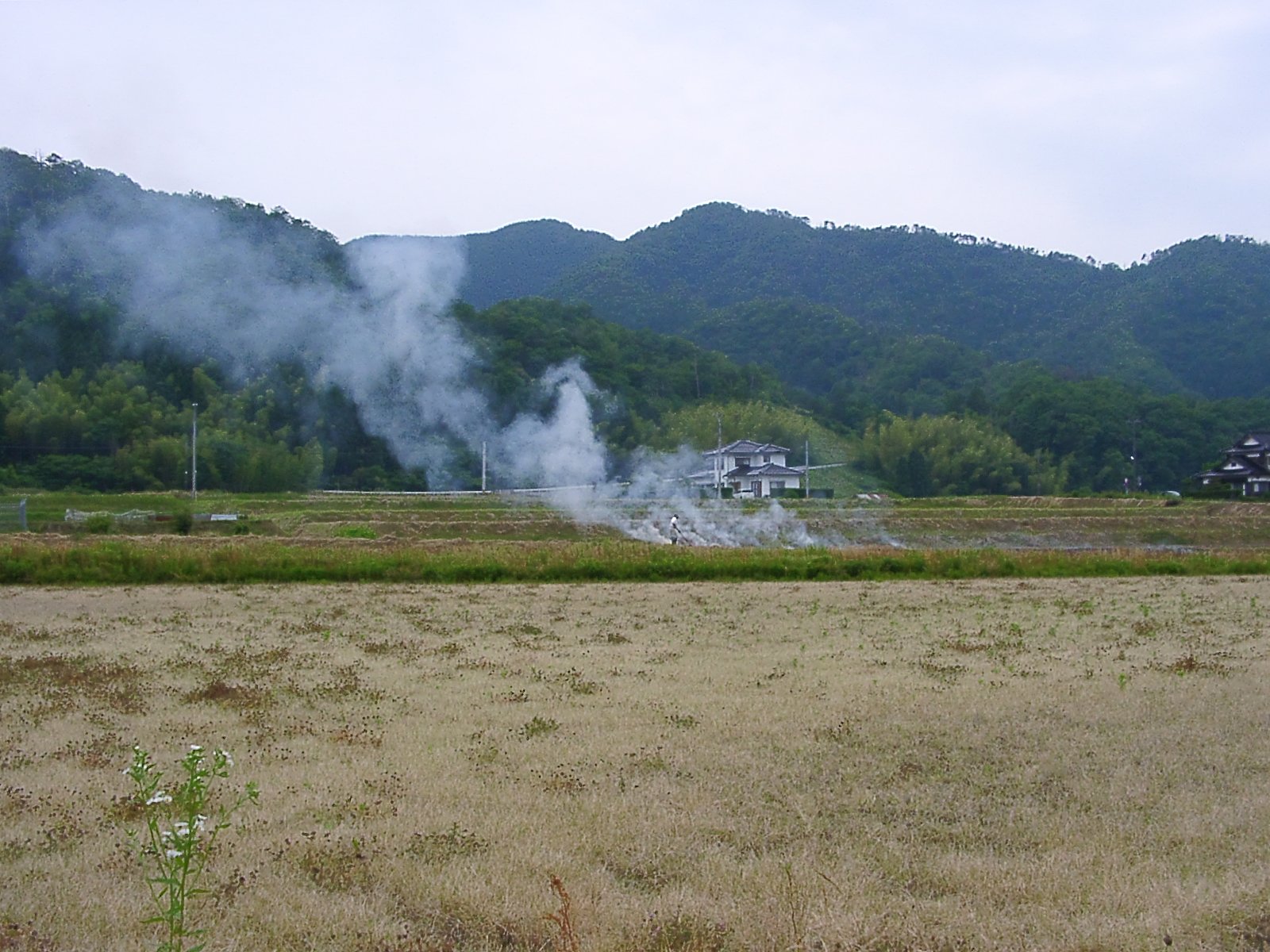 田んぼの畦草焼き