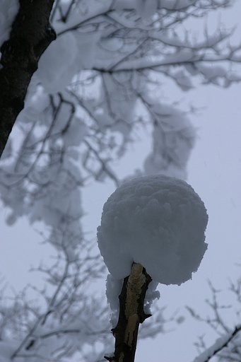 雪の綿飴