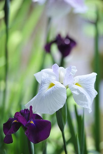 花菖蒲