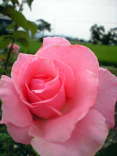 薔薇