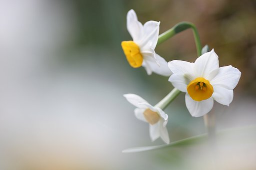 久しぶりにお花の写真を撮りました