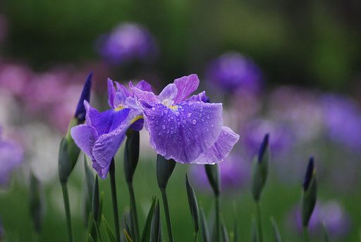 小石川後楽園にて