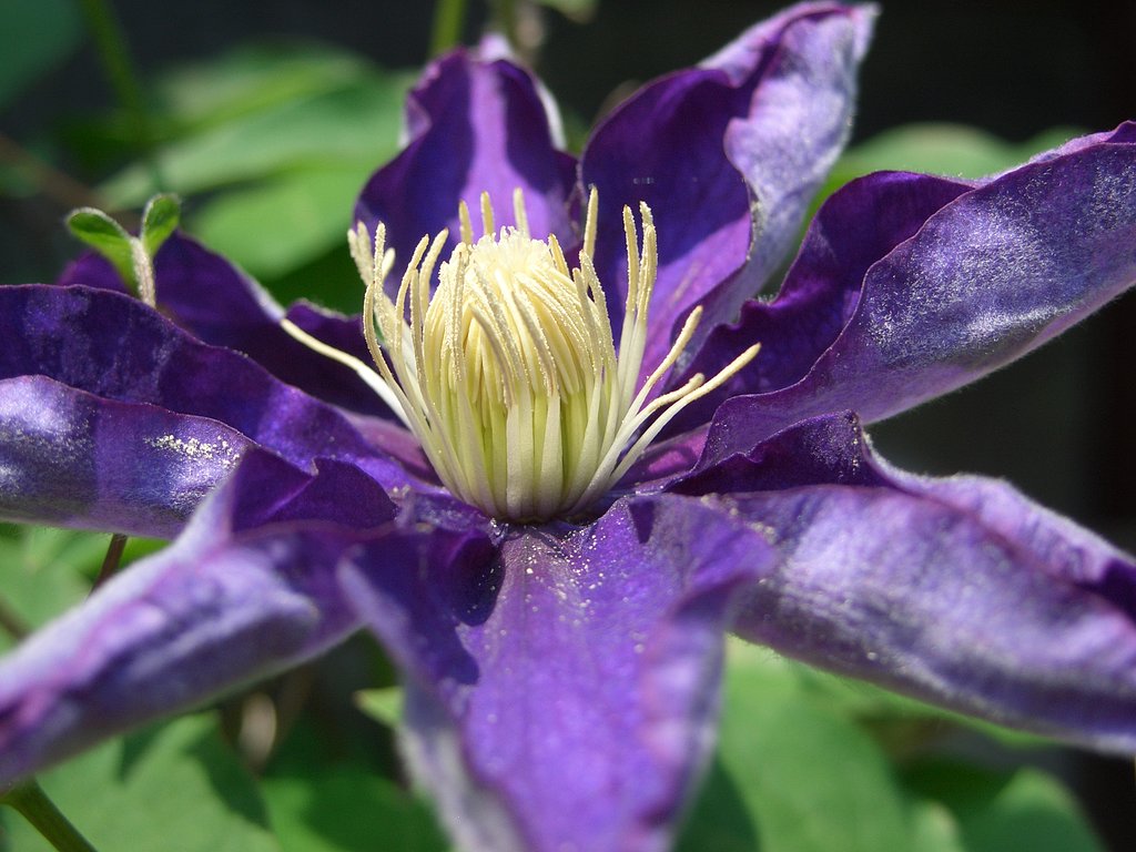 庭の花⑥