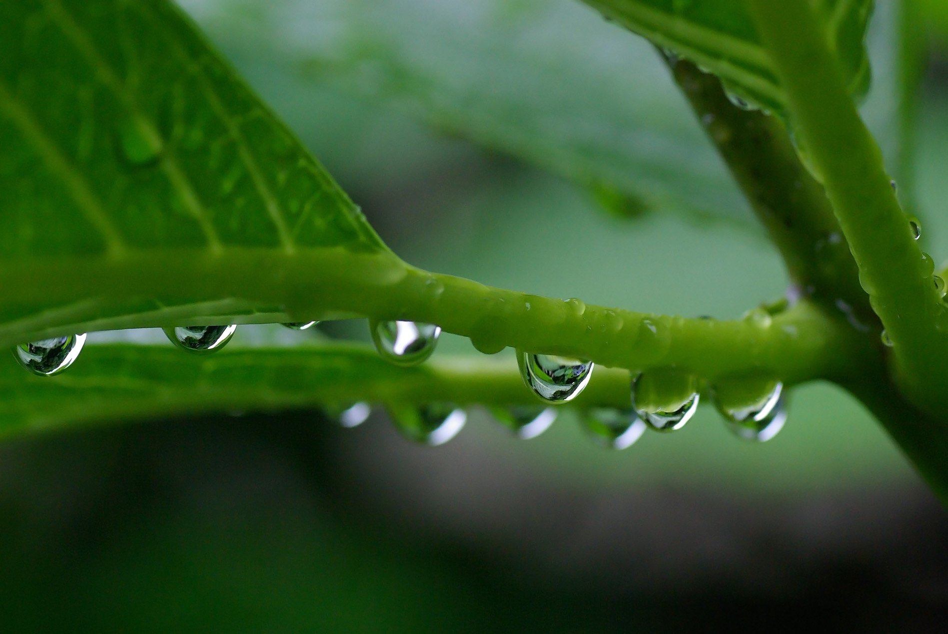 梅雨の滴（しずく）