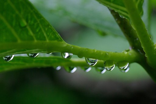 梅雨の滴（しずく）