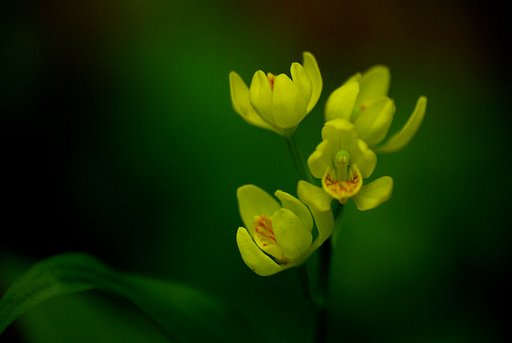 木陰の黄金