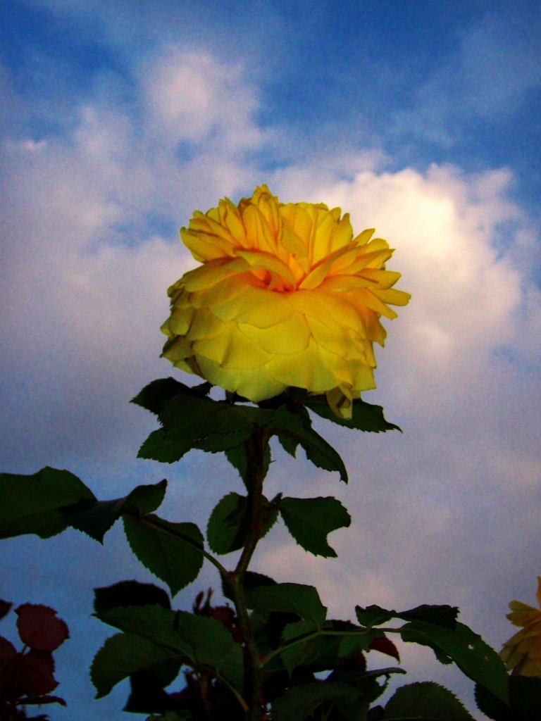 雲と薔薇