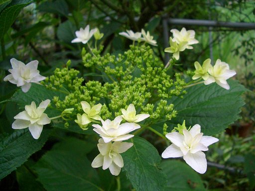 墨田の花火