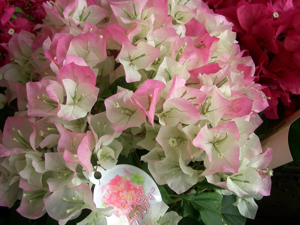 売り場の花-13