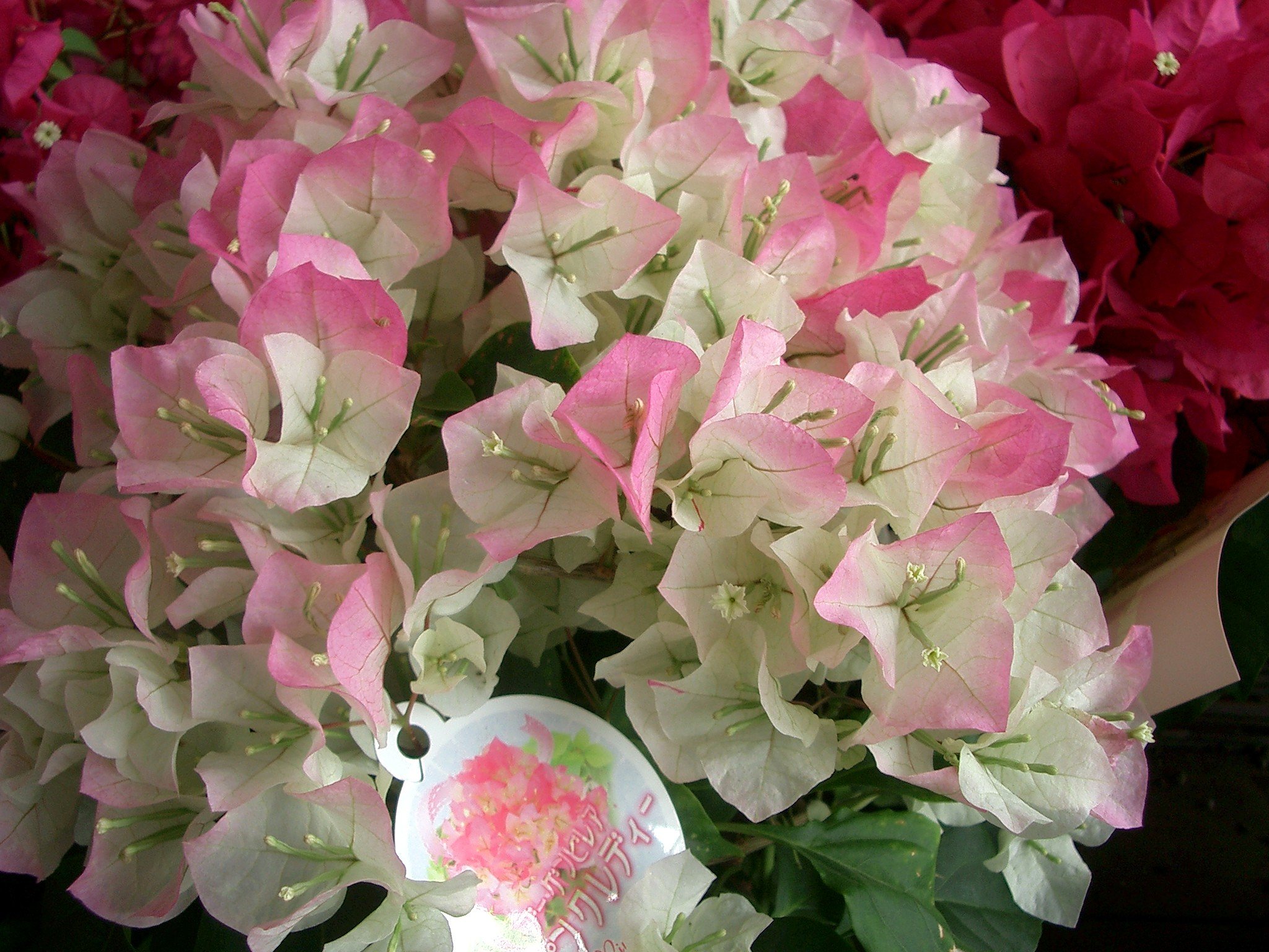 売り場の花-13