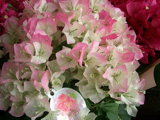 売り場の花-13