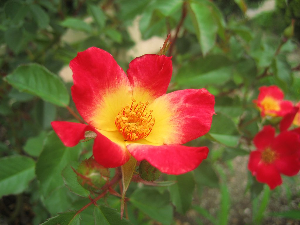 一重の薔薇