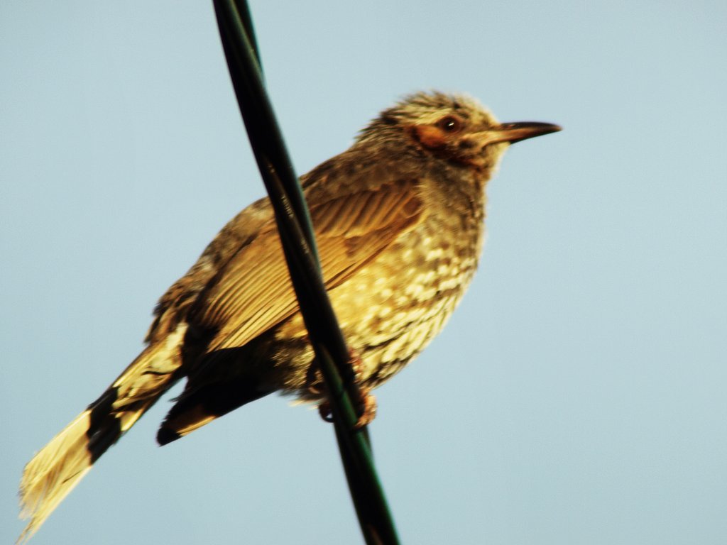ZD70-300mm＋テレコン