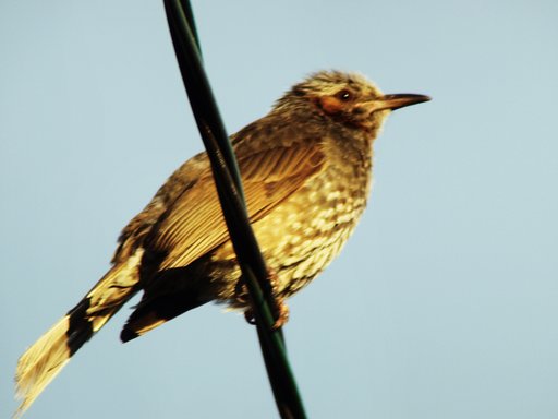 ZD70-300mm＋テレコン