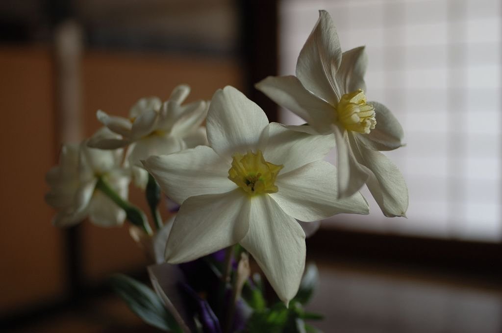 居間の卓上の花