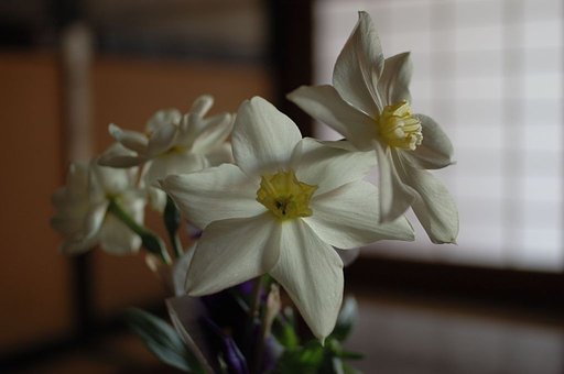 居間の卓上の花