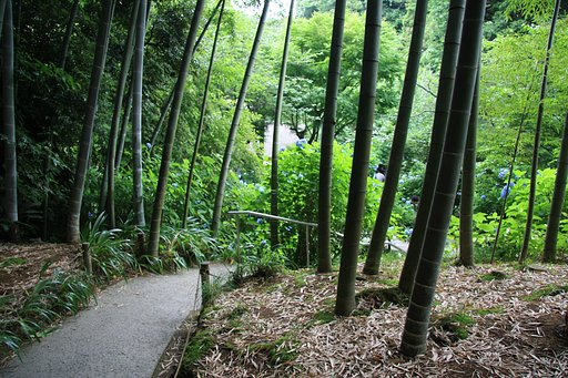 【道】竹林