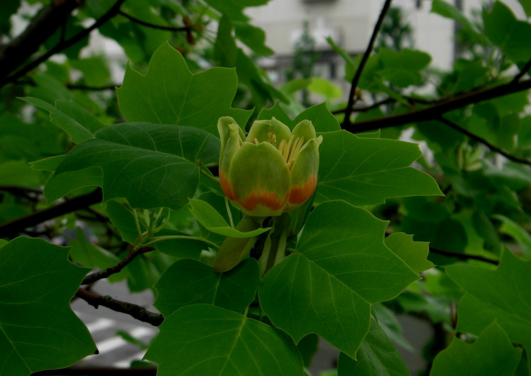 ユリノキ　（開花直後）