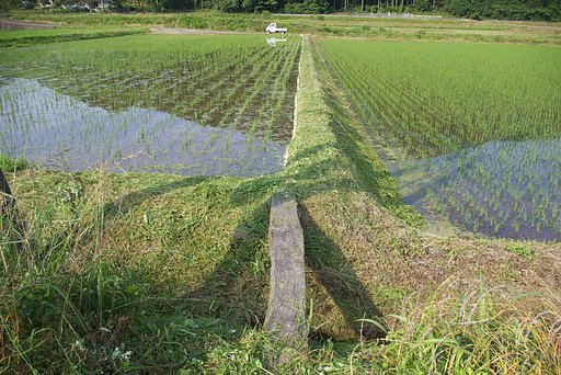 柳井手の畦草刈り