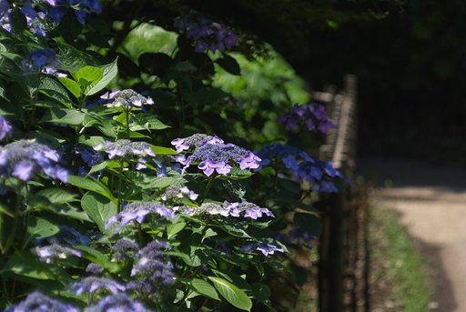 Carl Zeiss BIOMETAR 80/2.8ノンコートゼブラ