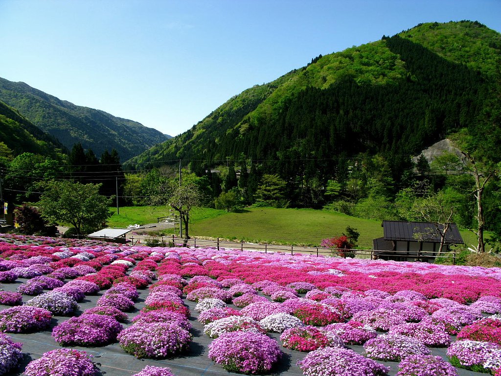 【植】　芝桜の見える場所