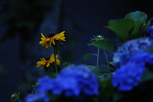黄色い花