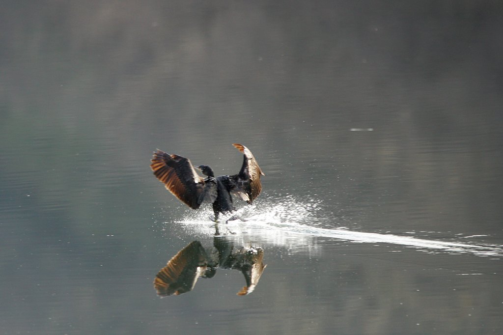 Stand by for landing