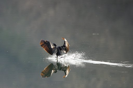 Stand by for landing